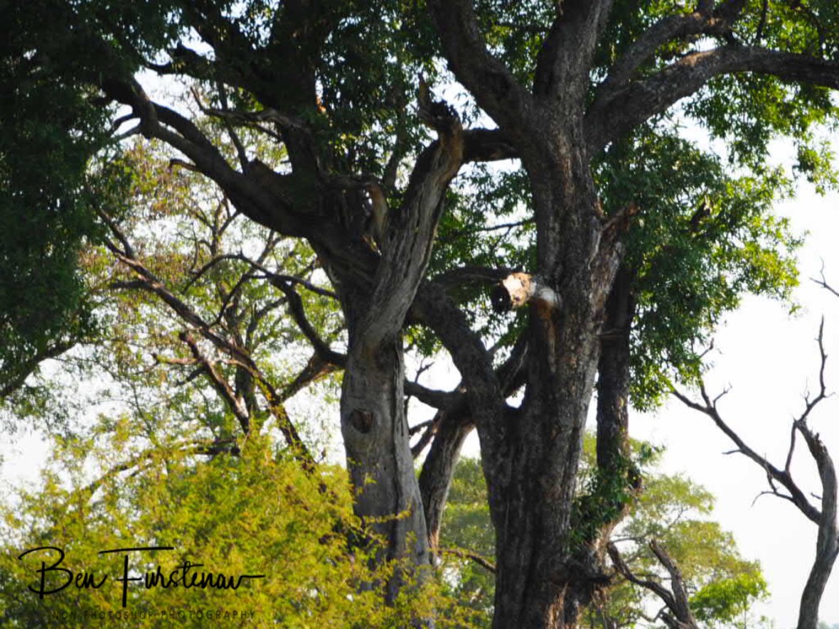 Spot the leopard, Kruger National Park