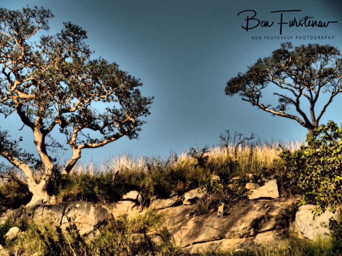 Klipspringer morning glory, Kruger National Park