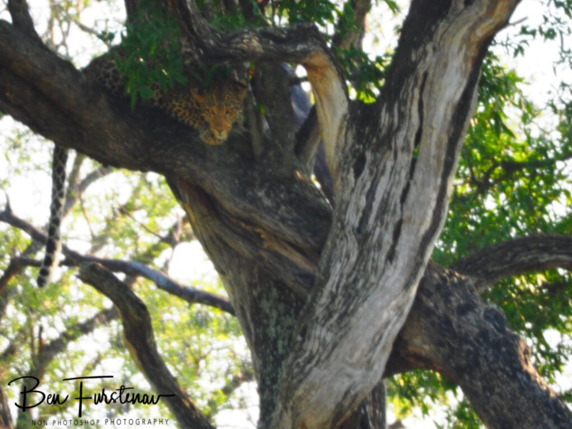 Leopard ready to pounce, Kruger National Park