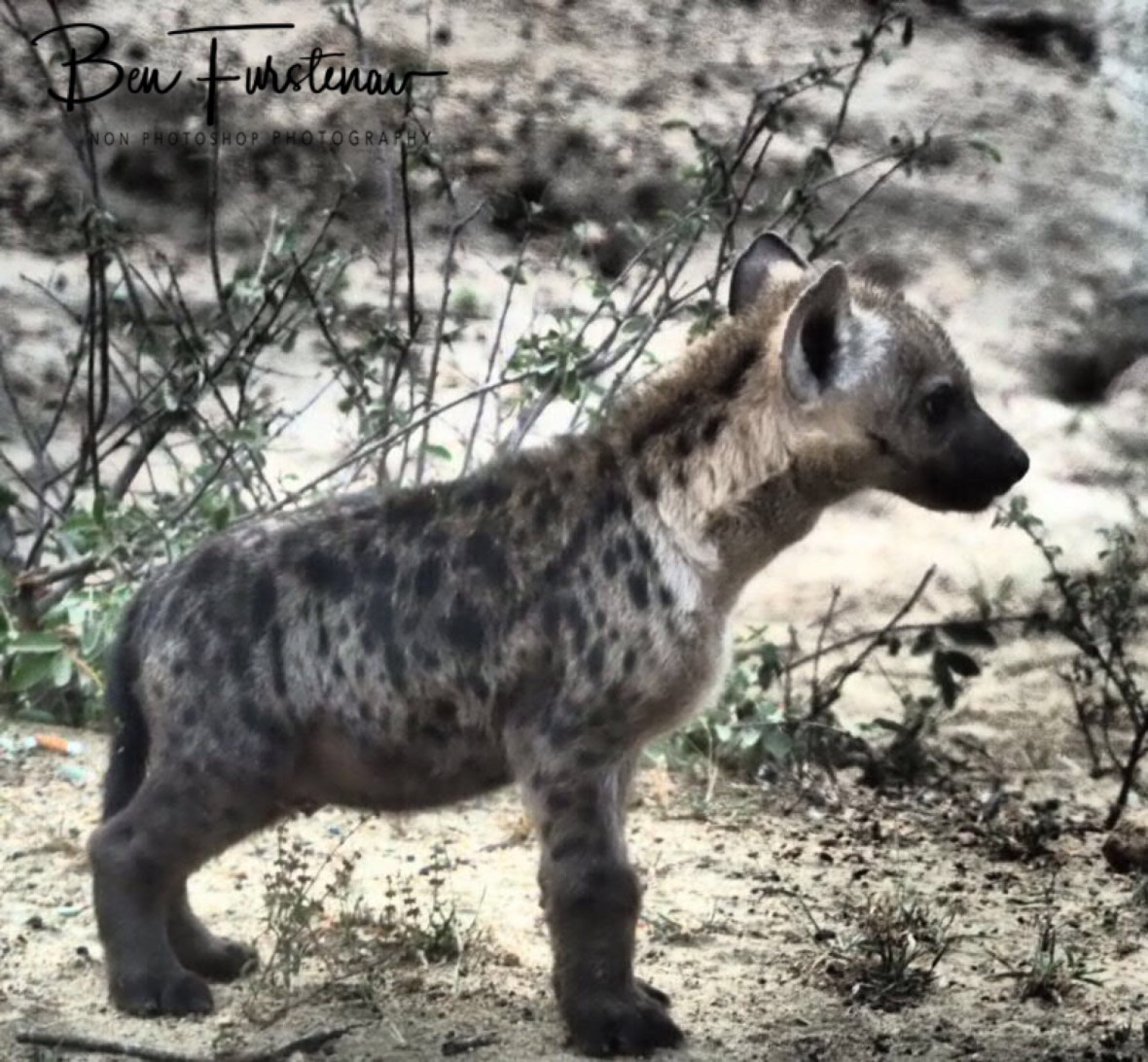 Hyena puppy on the lookout, Kruger National Park 