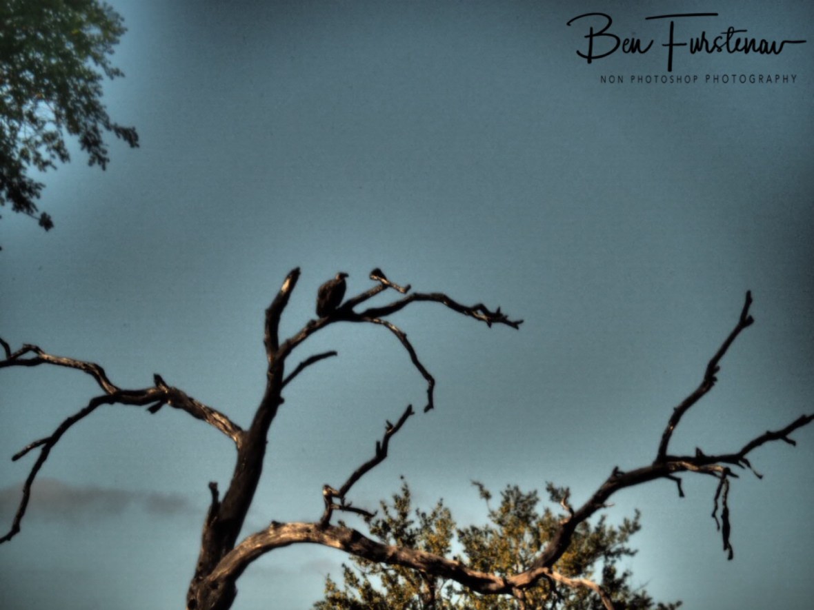 Some vultures waiting for their turn, Kruger National Park 