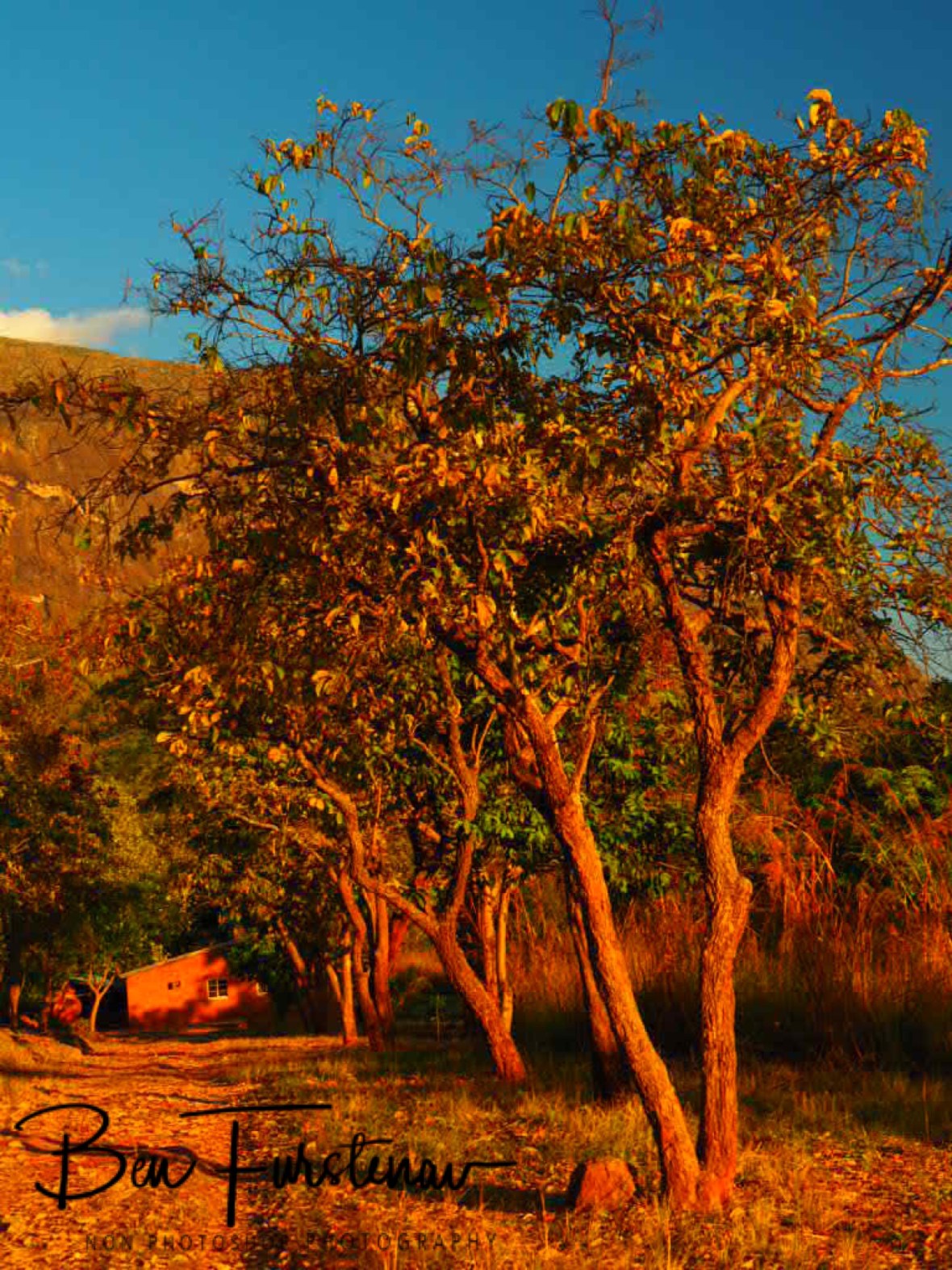 Fiery red colours, Mulanje Mountains, Malawi 