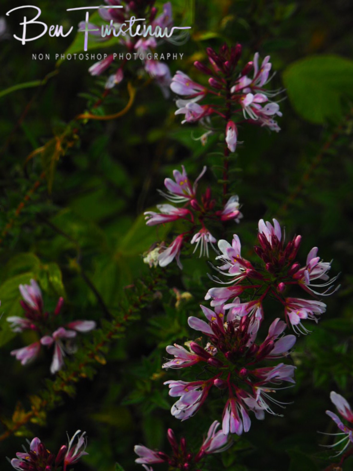 Alpine colour, Mulanje Mountains, Malawi