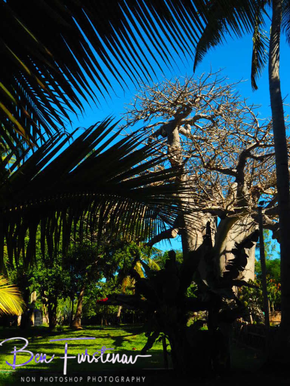 Baobab, Palm tress and banana plants, 3 off my favourites, Vilankulo, Mozambique