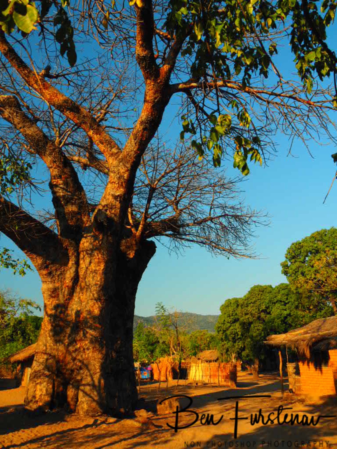 Baobab in middle of Chembe village, Cape Maclear, Lake Malawi, Malawi