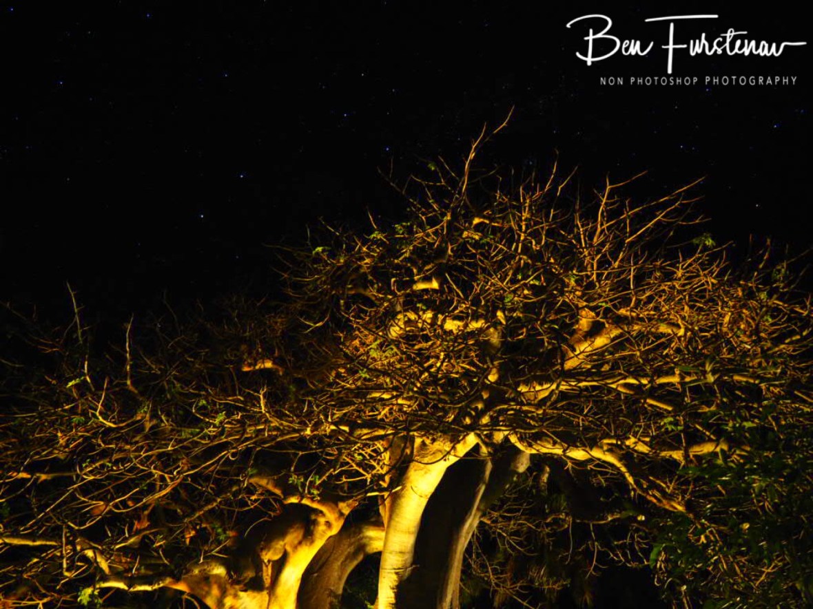 Baobab and Southern Cross, Vilankulo, Mozambique