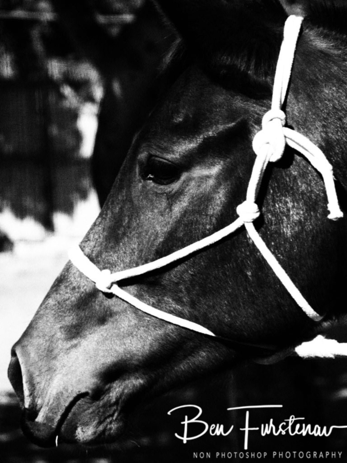 Black and white horse, Vilankulo, Mozambique