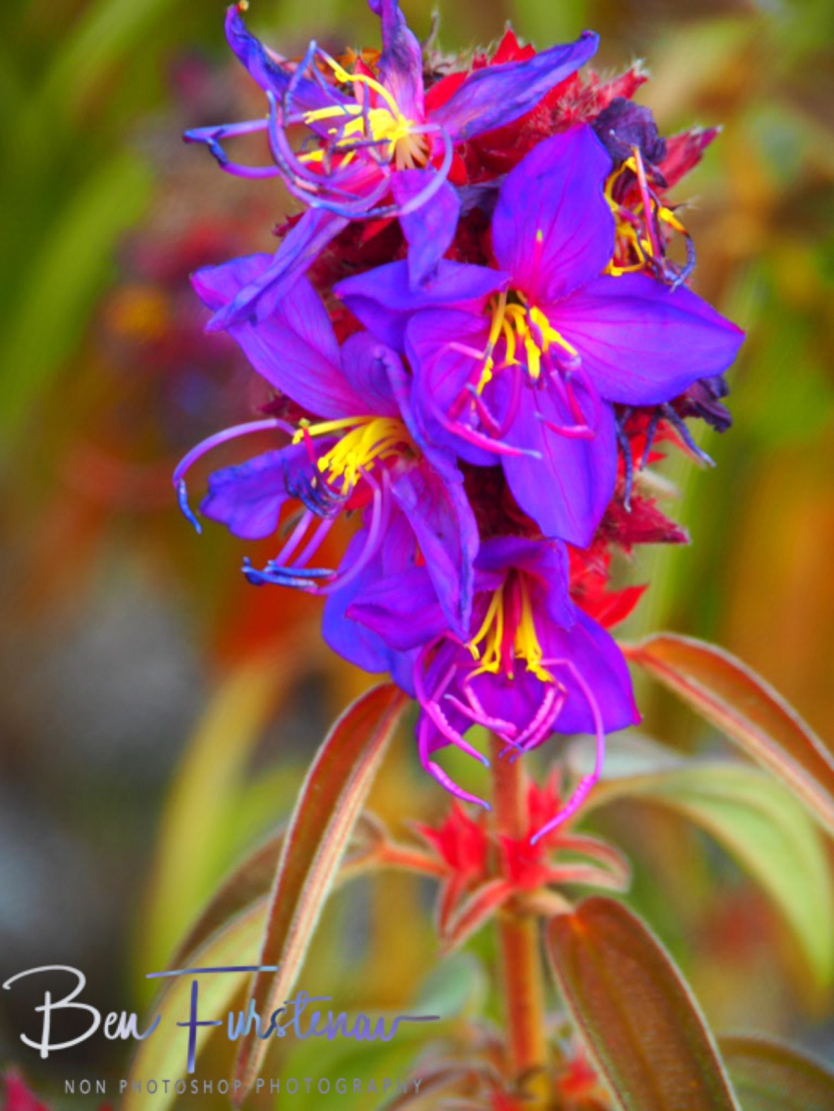 Alpine flowers, Mount Tsetserra, Chimanimani Mountains, Mozambique 