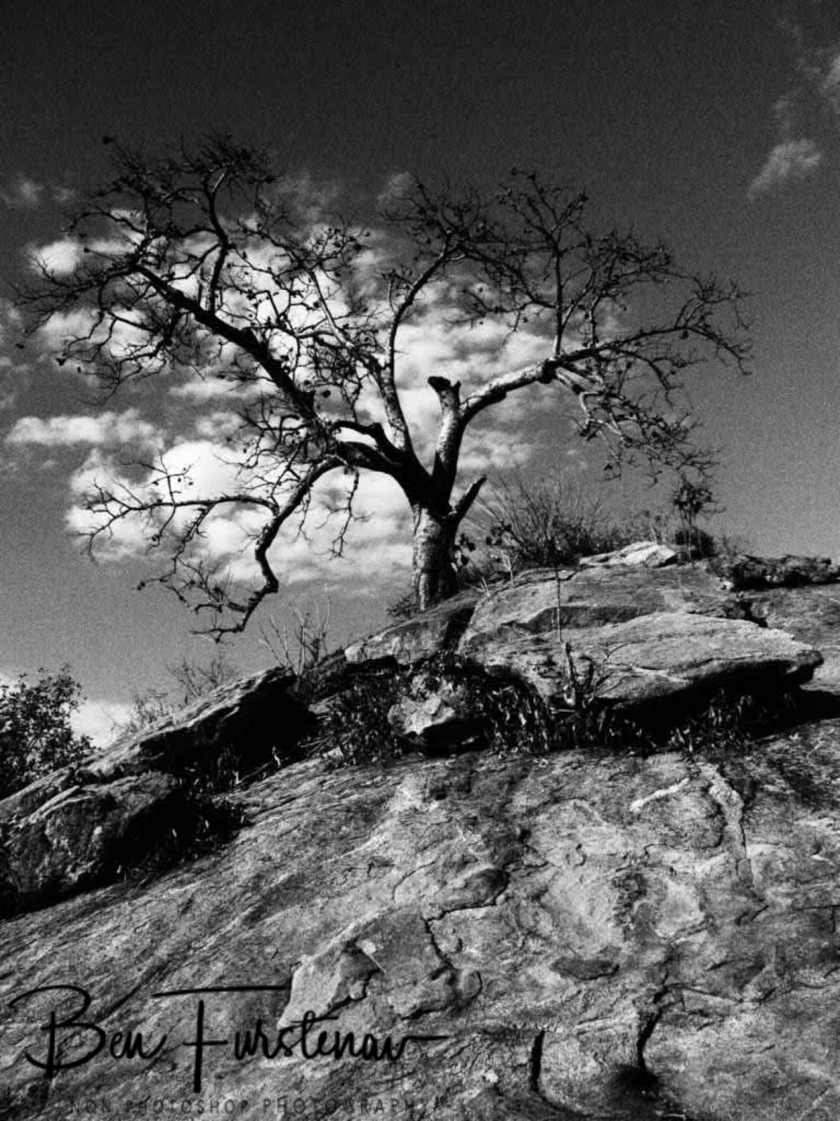 One tree hill in Black and White, Mwanza Region, Malawi