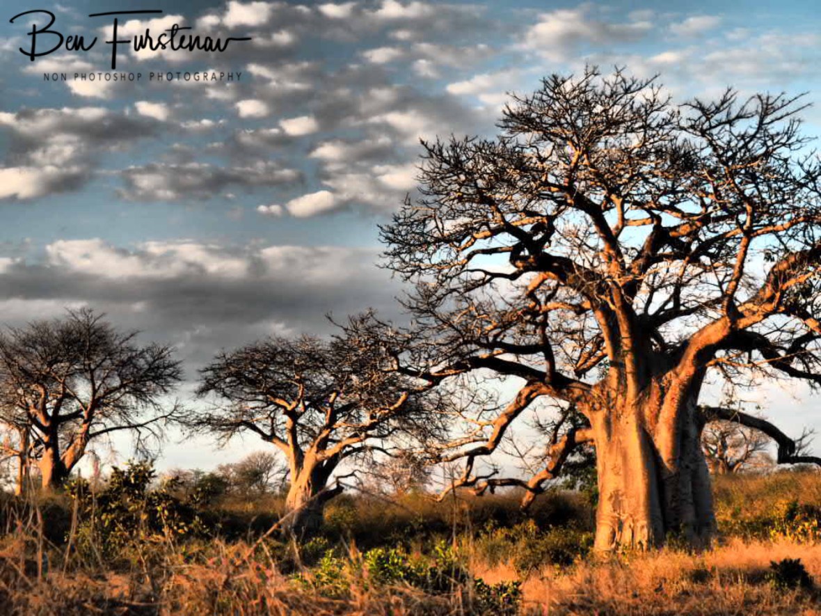 Baobab as far as I can see, Malawi, Mwanza Region 