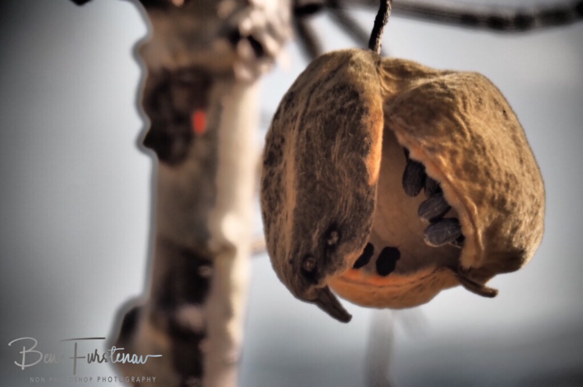 Baobab fruit close up, Mwanza Region, Malawi 
