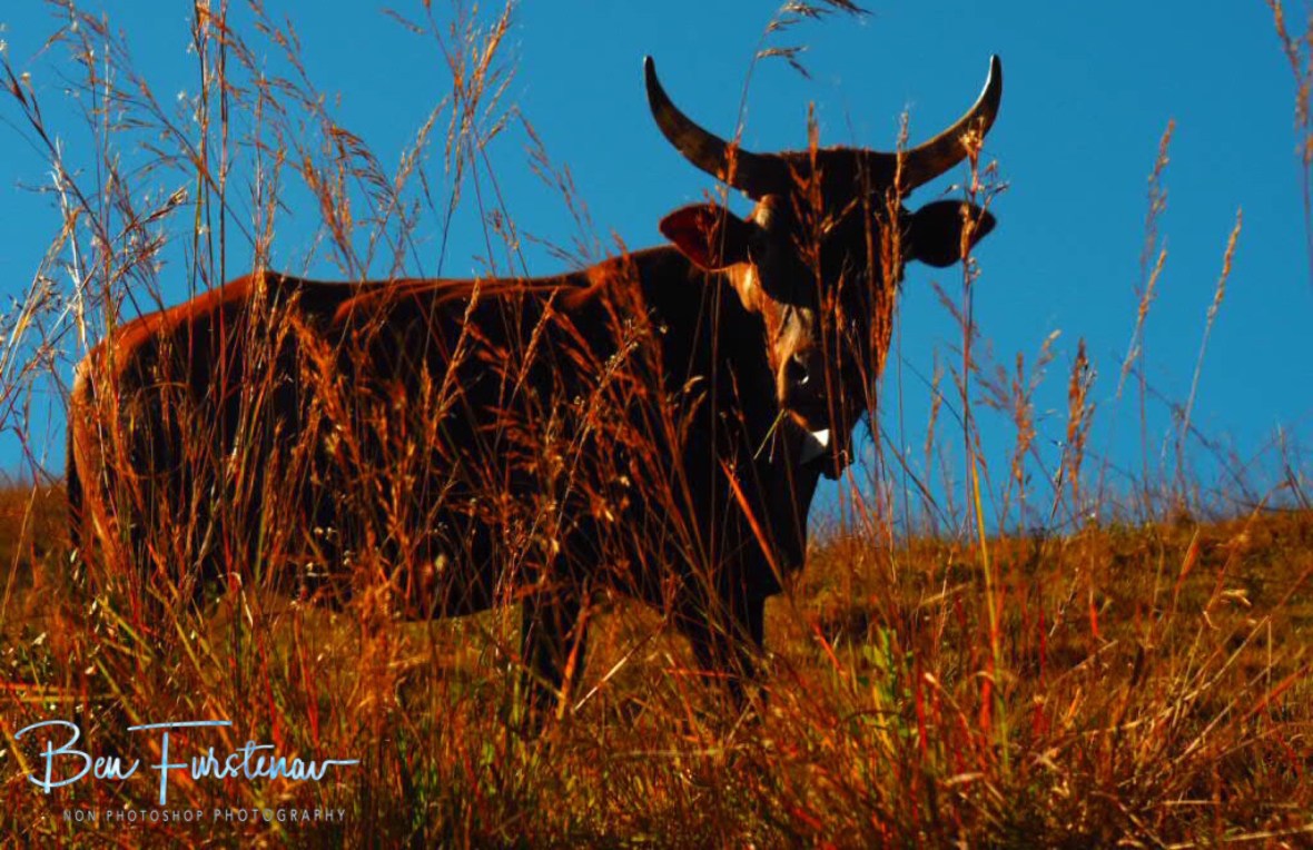 Milka cow?, Mount Tsetserra, Chimanimani Mountains, Mozambique 