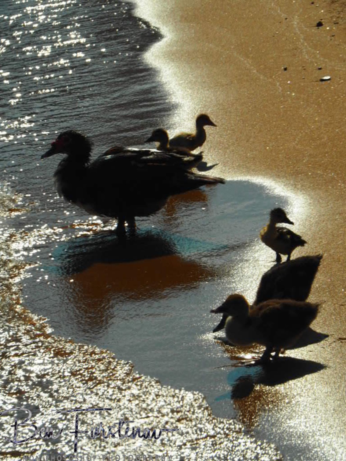 A duck family outing for breakfast in the sun, Chembe, Cape Maclear, Lake Malawi, Malawi 