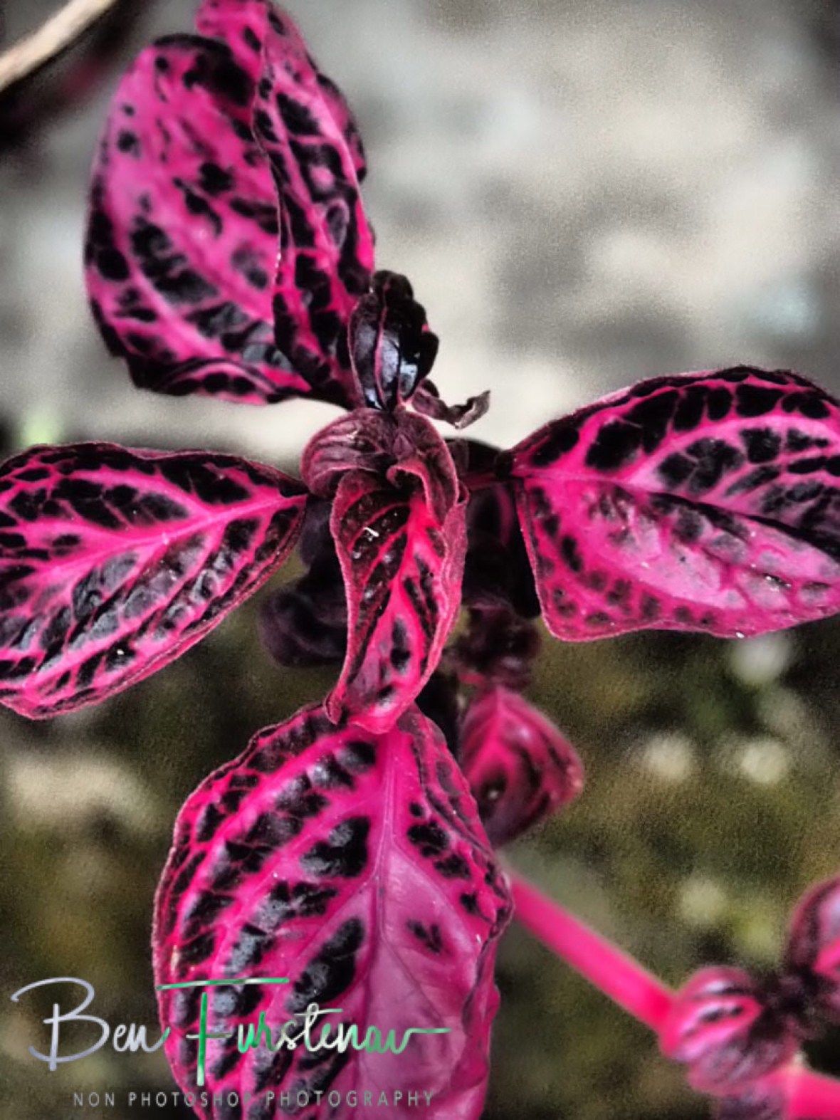 Pretty in purple, Mulanje Mountains, Malawi 