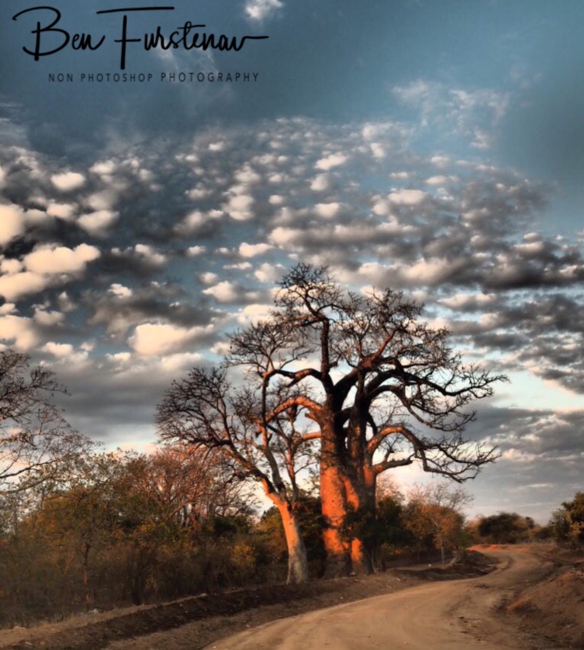 Baobab and cloud spectacular, Mwanza Region, Malawi 