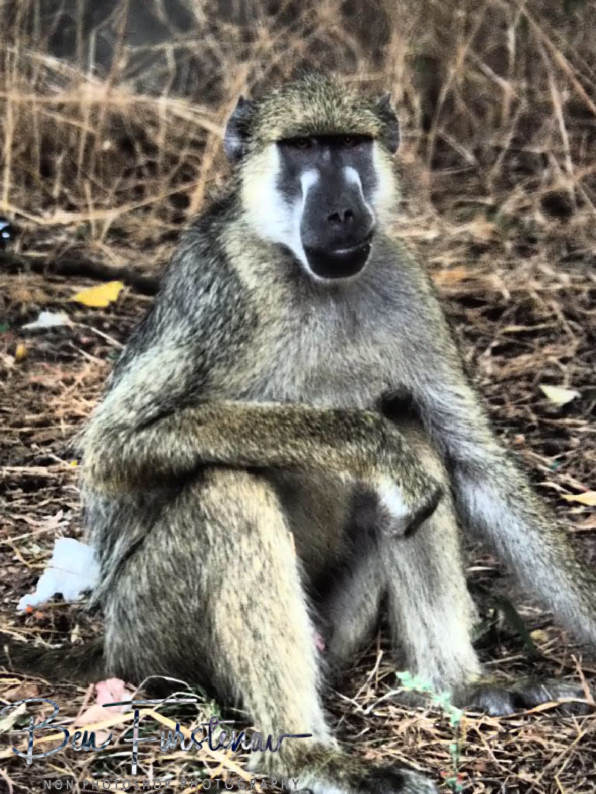 Baboon day, Otter Point, Cape MaClear, Lake Malawi, Malawi 