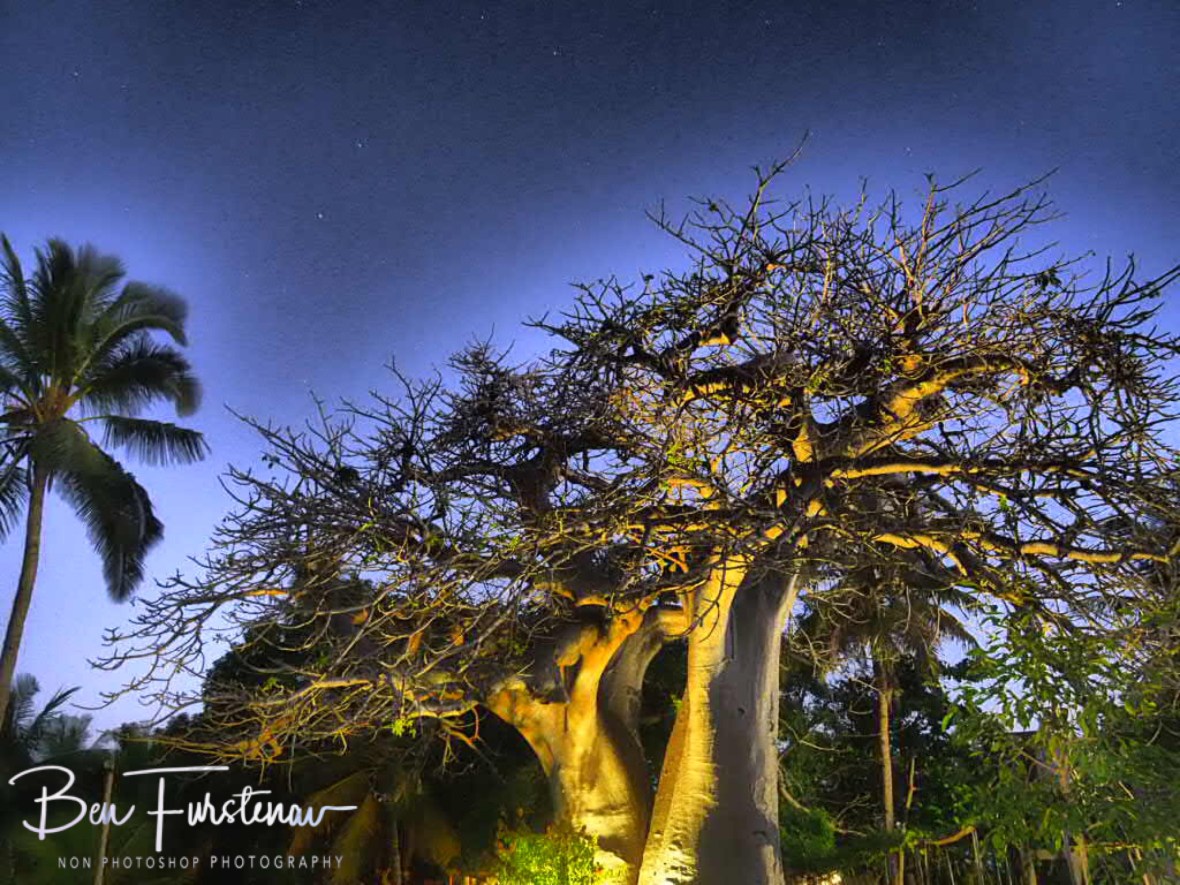 Baobab and Palm tress at dusk, Vilankulo, Mozambique