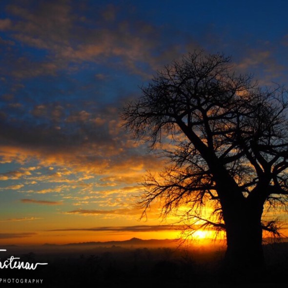 Baobab skyline, Tete, Mozambique