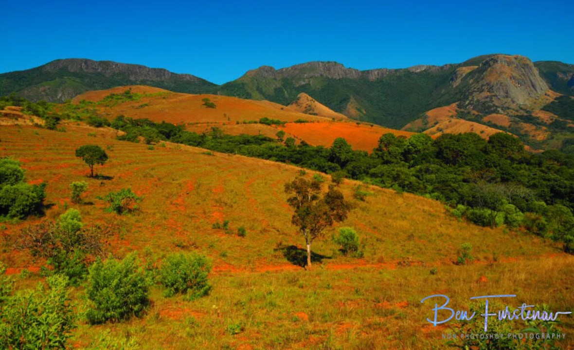 Mossy high altitude Forrest, Chimanimani Mountains