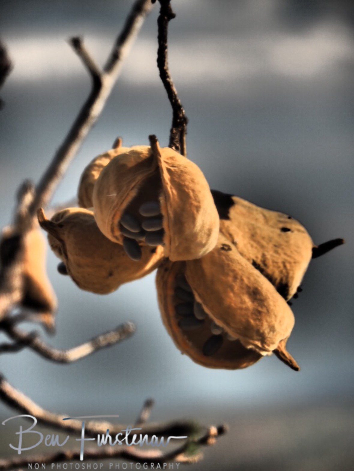 Baobab fruit loosing their teeth?, Mwanza Region, Malawi 