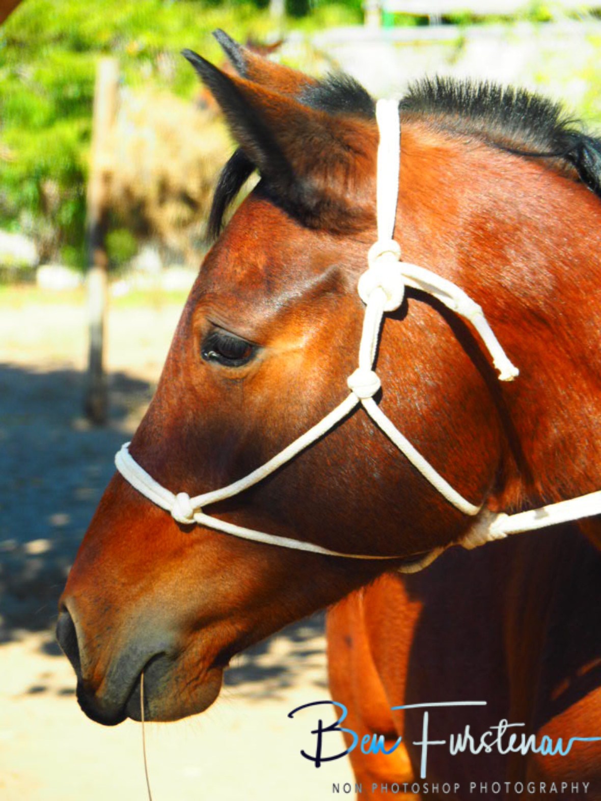 The last straw, Vilankulo, Mozambique 