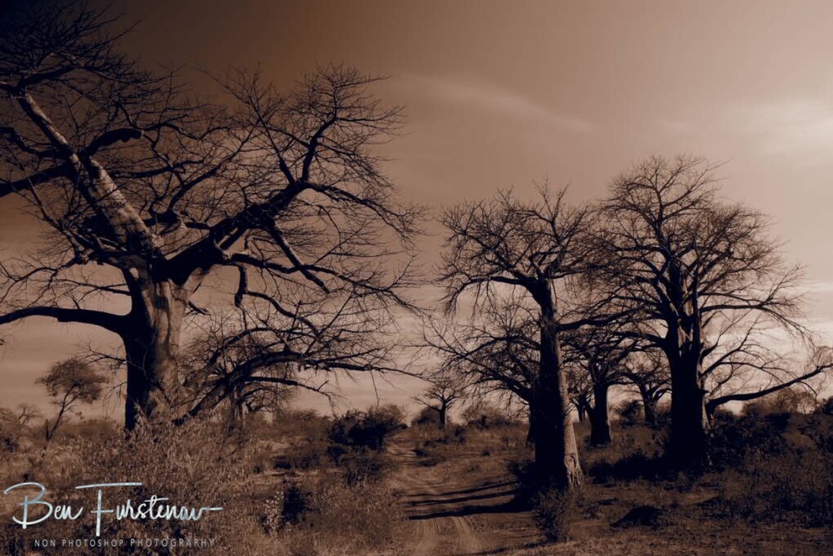 Tranquil ‘Alleé de Baobab’, Tete, Mozambique 