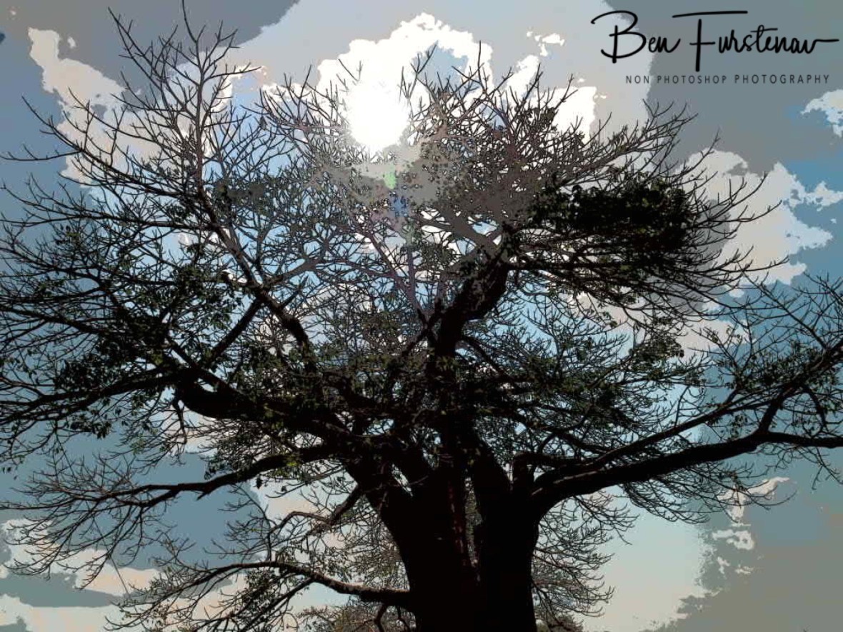 Baobab tree sun shadow, Vilankulo, Mozambique 