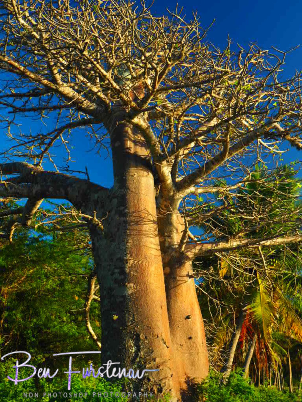 Baobab and palms, Vilankulo, Mozambique 