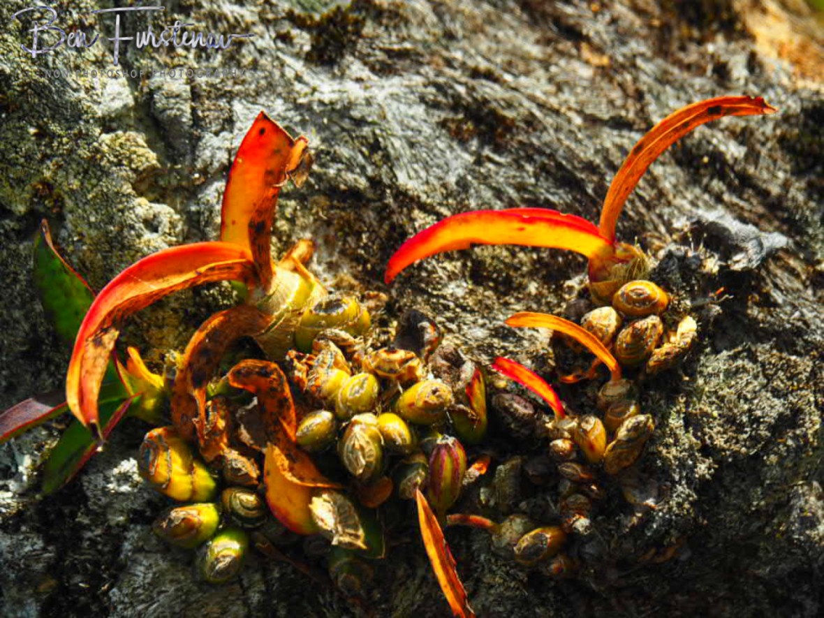 Plant growth on a tree, Mulanje Mountains, Malawi 