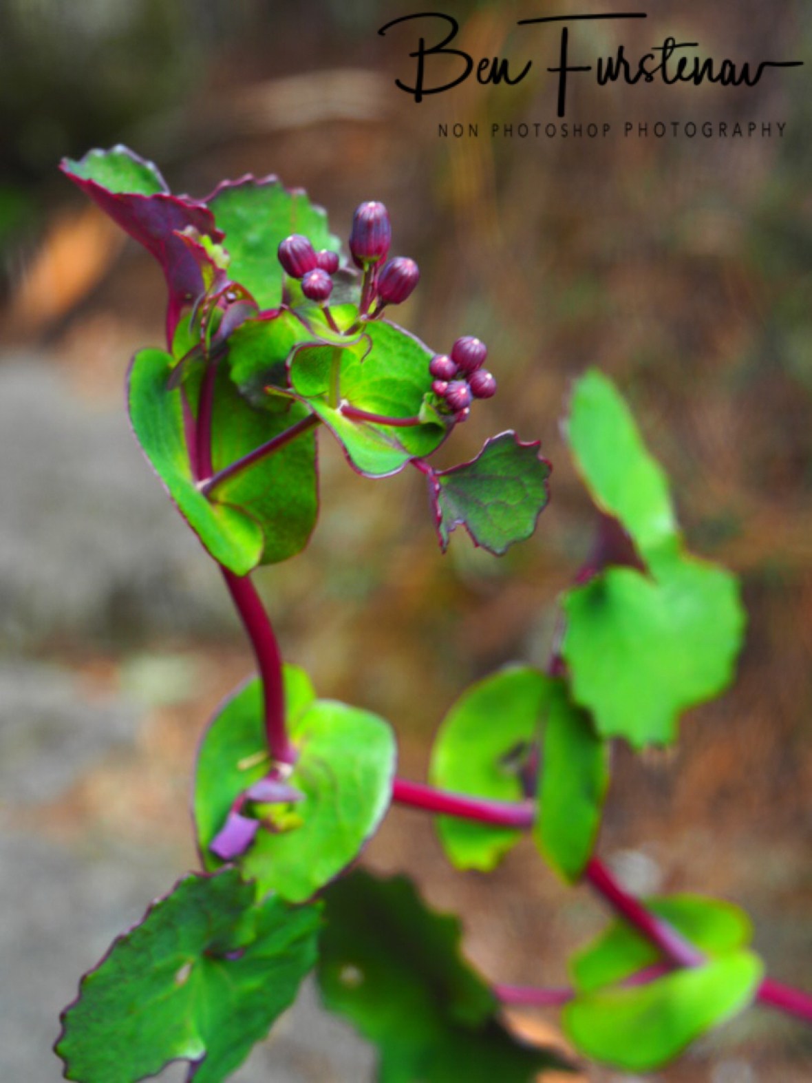 Alpine Nature display, Mulanje Mountains, Malawi 