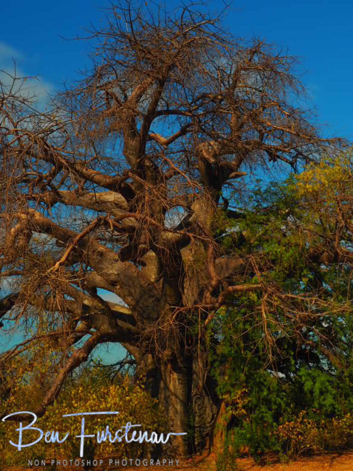 A truly old giant, Tete, Mozambique 