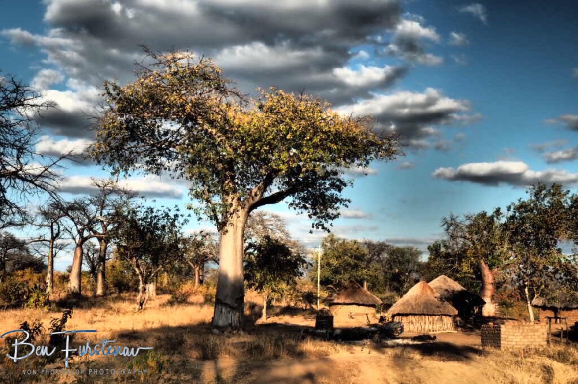 Baobab community, Tete, Mozambique