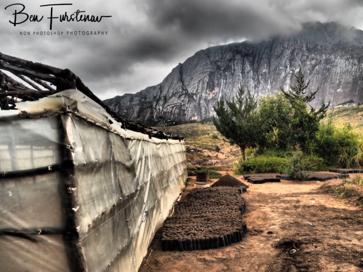 Mt. Chambe pine tree nursery, Mulanje Mountains, Malawi