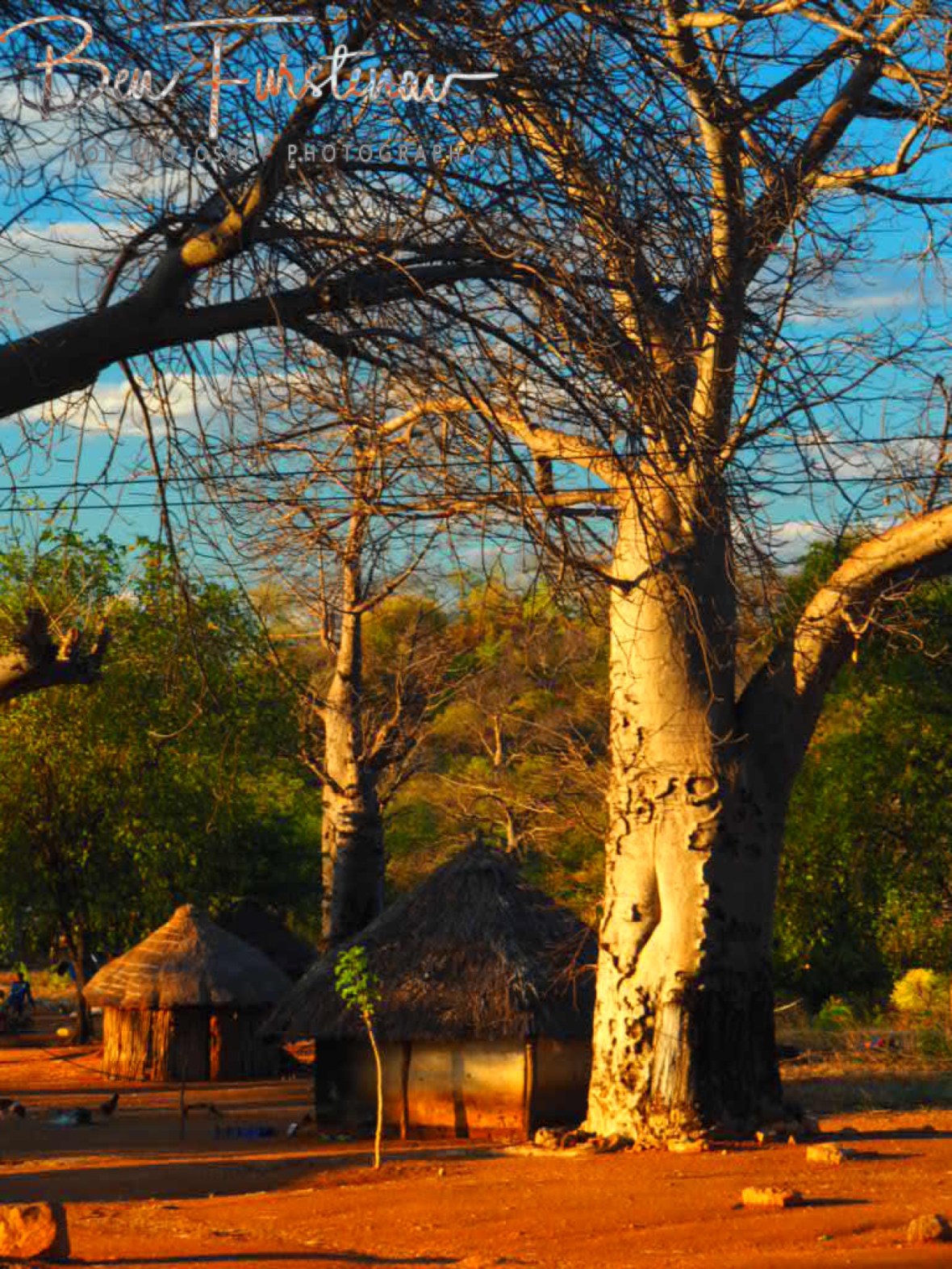 Living along alien trees, Tete, Mozambique 