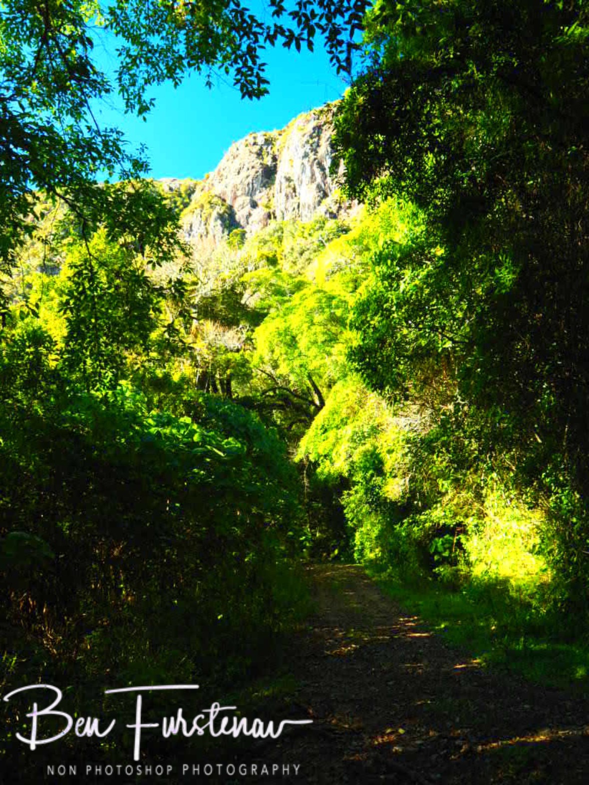 Forrest track at Mount Tsetserra, Chimanimani Mountains, Mozambique 
