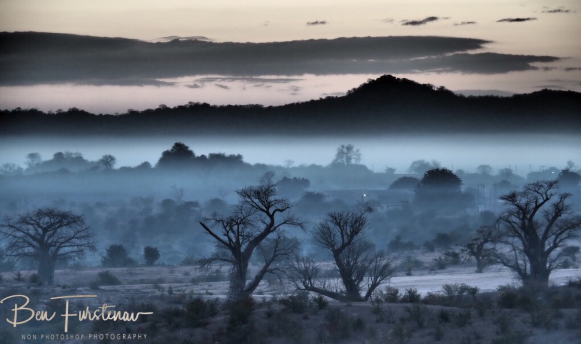 Misty morning Baobab Forrest, Tete, Mozambique 