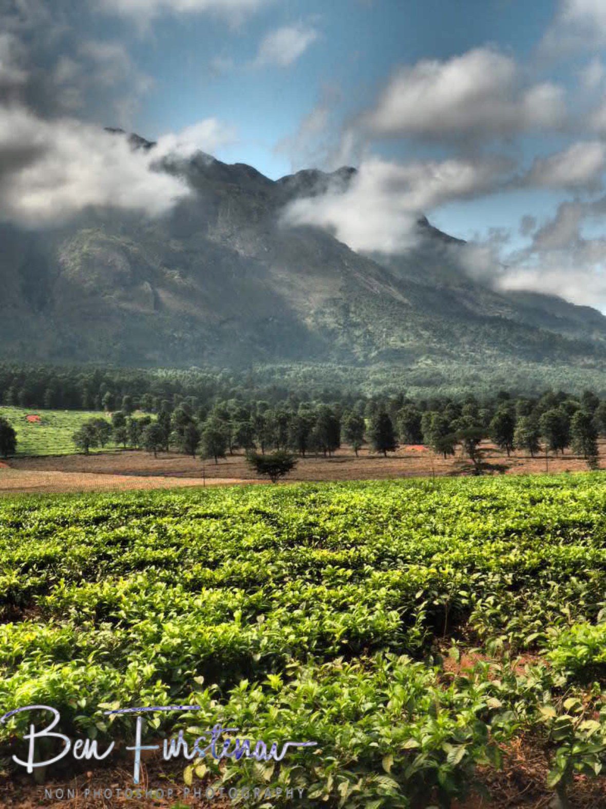 Tea plantations compliment Mulanje Mountains, Malawi 