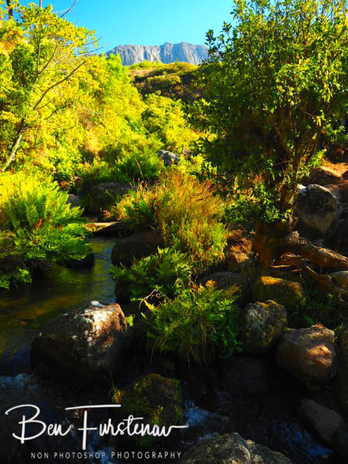 Mt. Chambe and creek, Mulanje Mountains, Malawi 