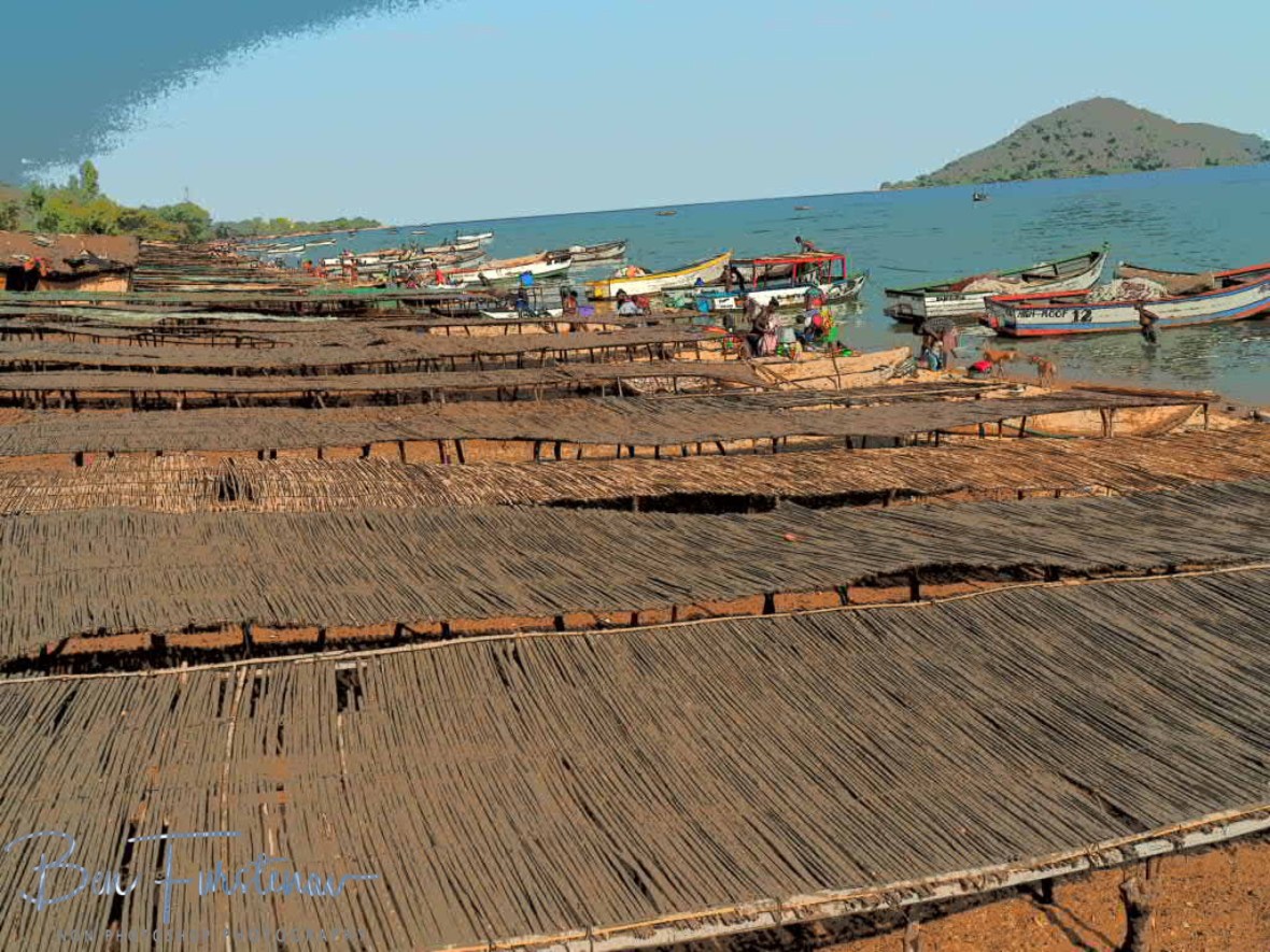 Giant caterpillars occupy the beach in Chembe, Cape Maclear, Lake Malawi, Malawi 