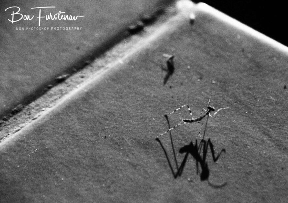 Tiny praying mantis at Fat monkey resort in Chembe, Cape MaClear, Lake Malawi, Malawi