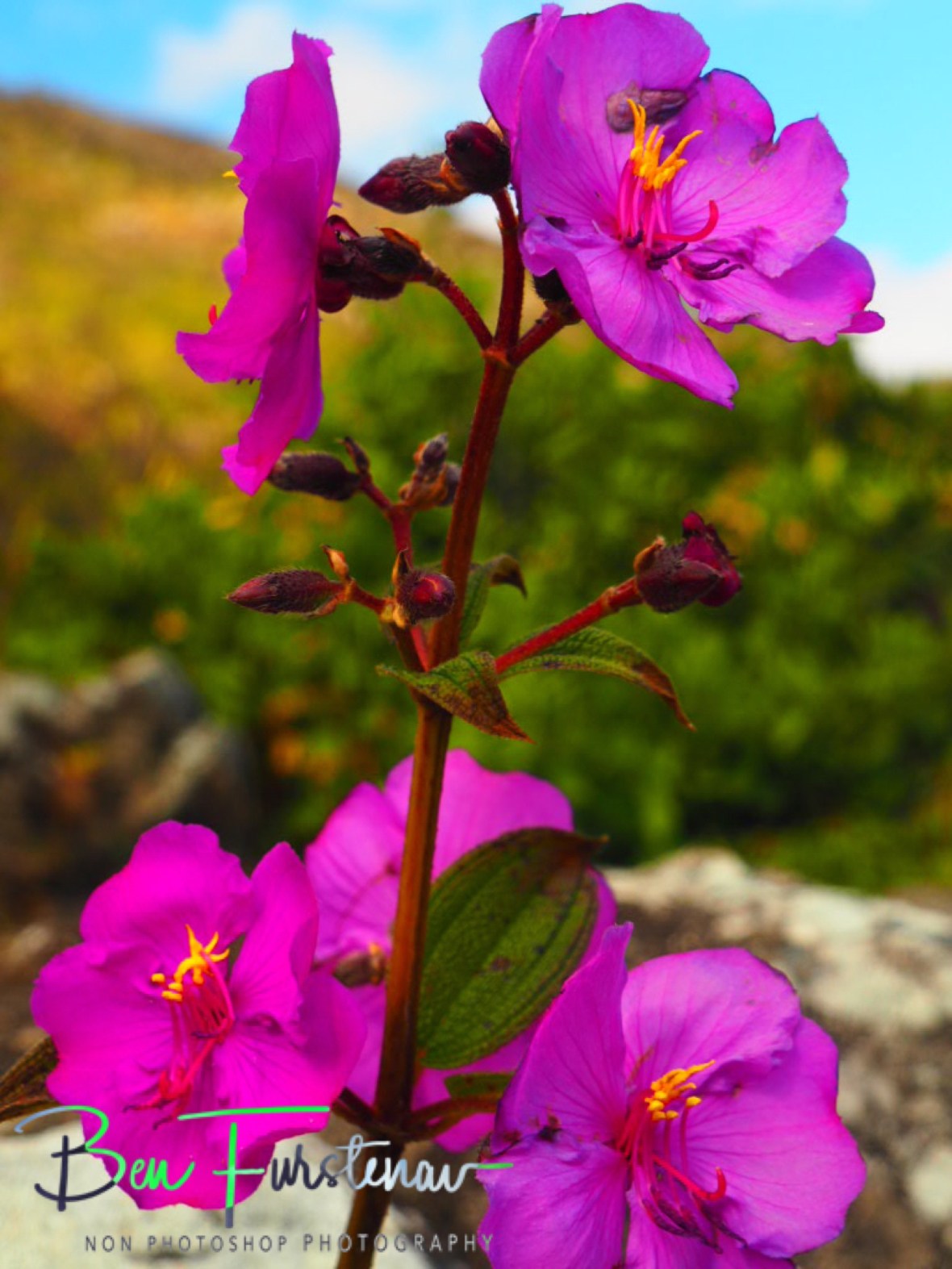 Malawian sunflower, Mulanje Mountains, Malawi