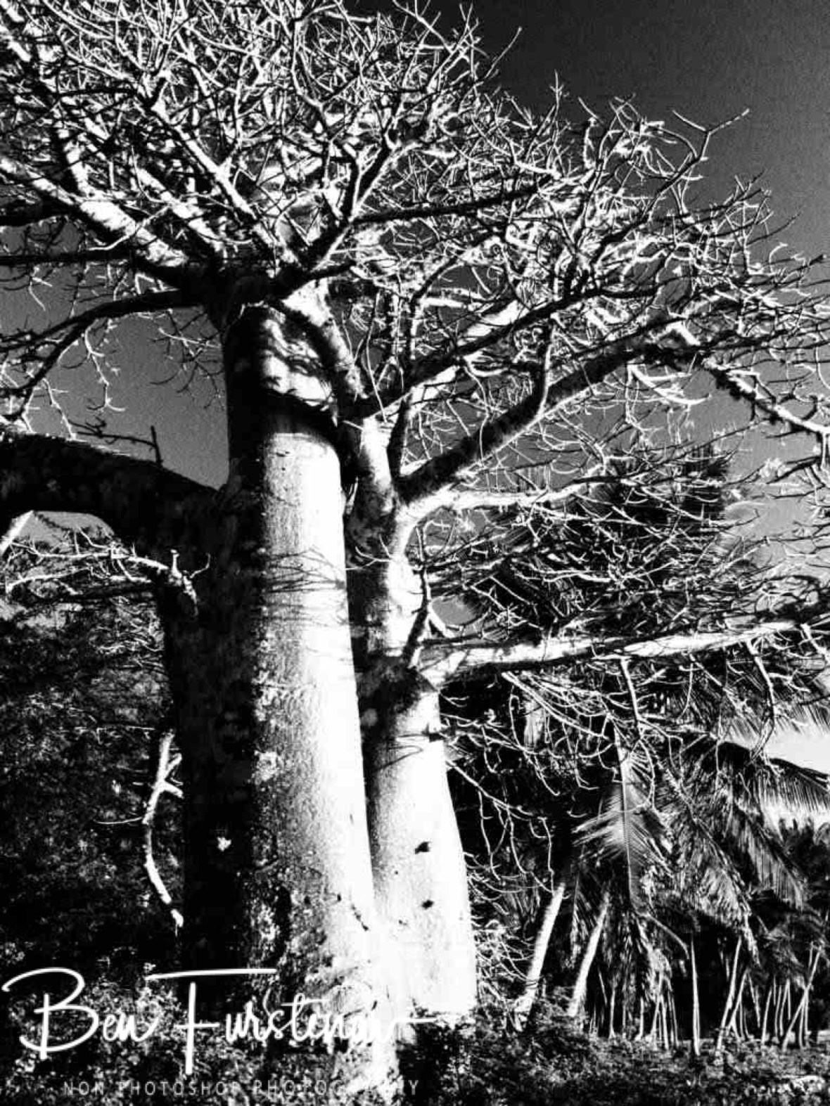 Baobab and palms, Black and white, Vilankulo, Mozambique