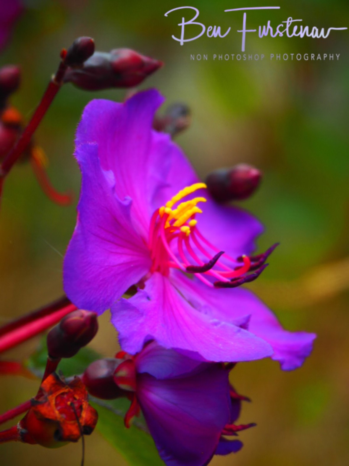 Malawin ‘Sunflower’, Mulanje Mountains, Malawi 