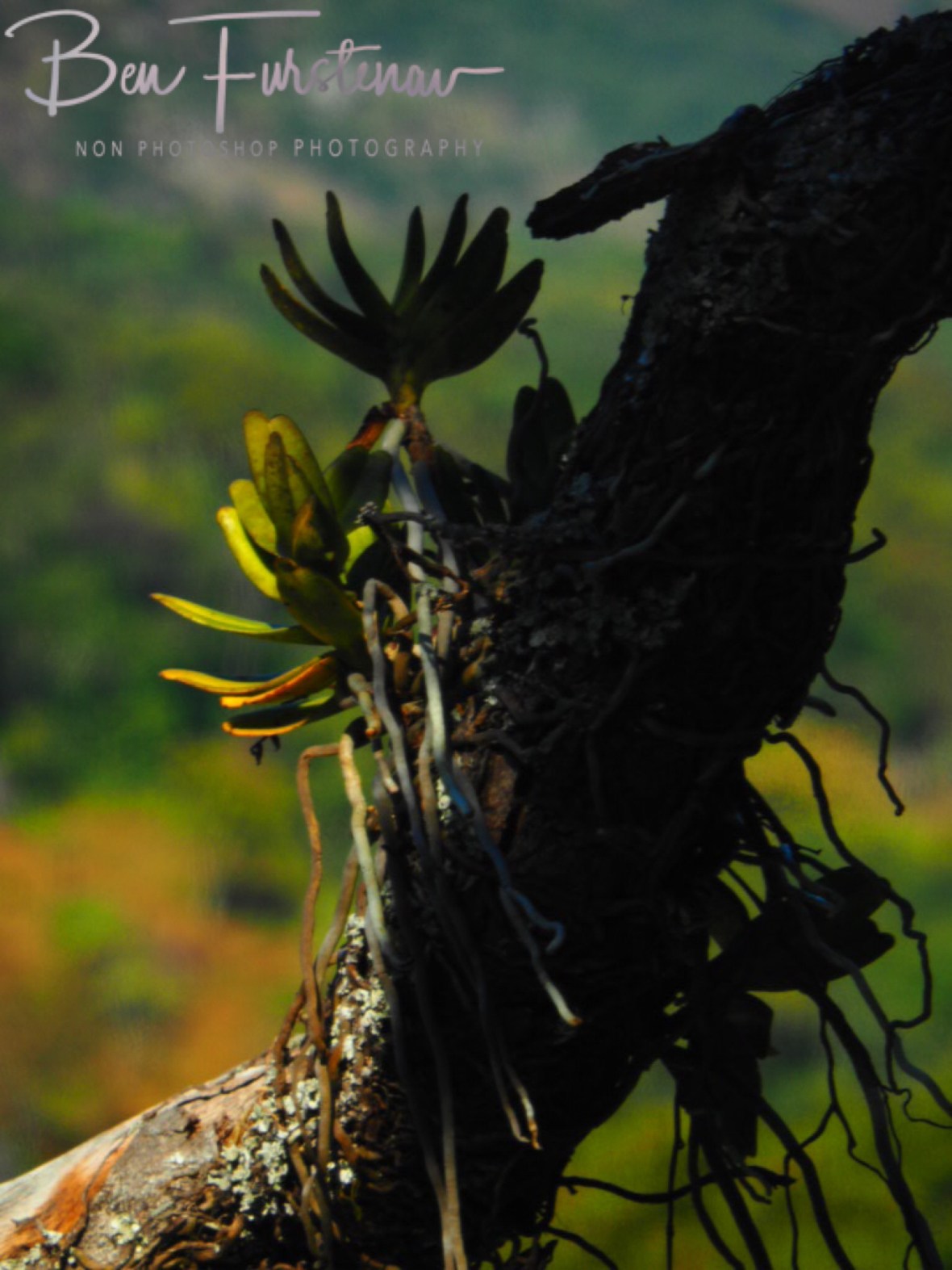 Life grows anywhere at Mulanje Mountains, Malawi