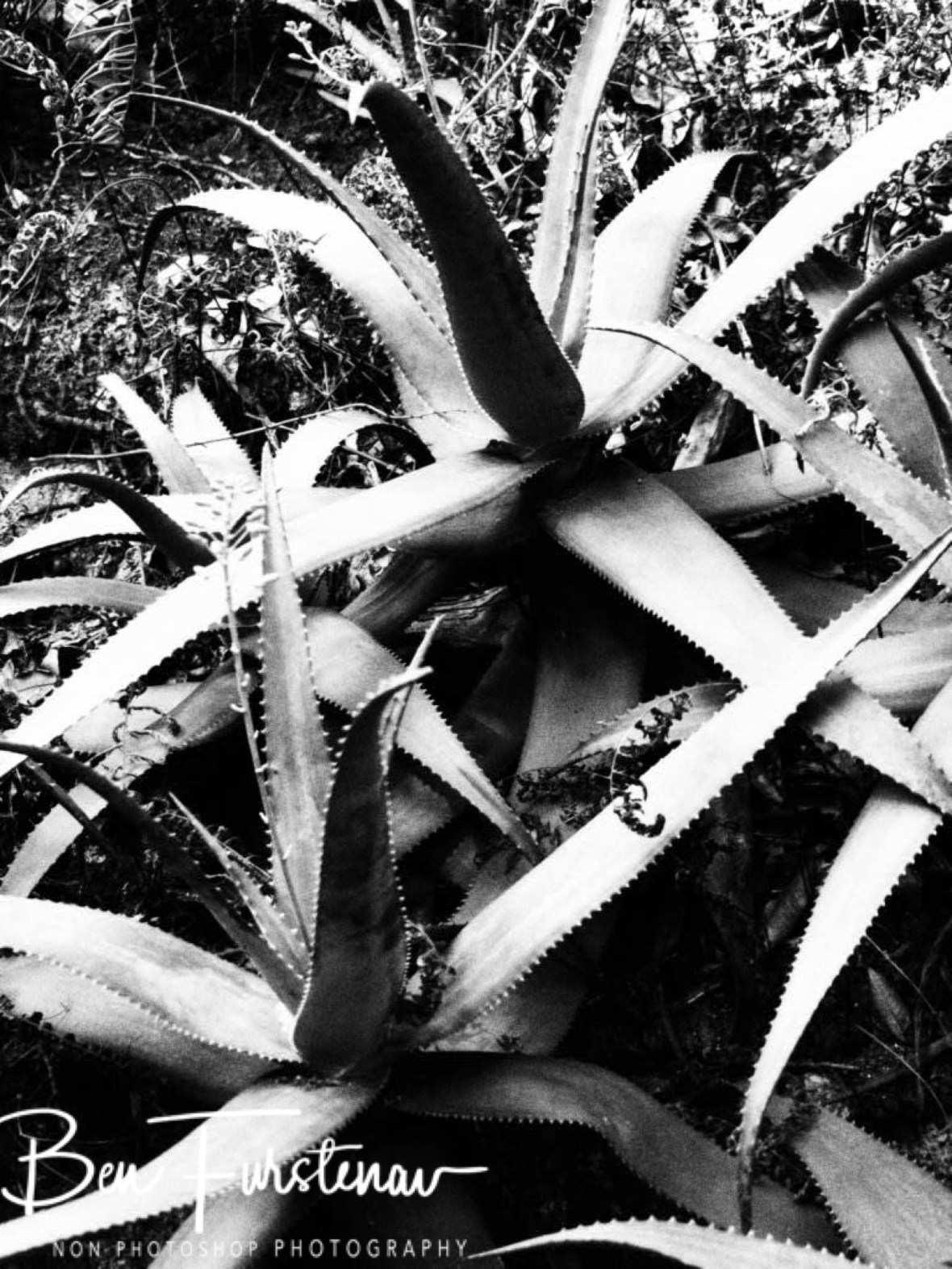 Aloa Vera in Black and White, Mulanje Mountains, Malawi 