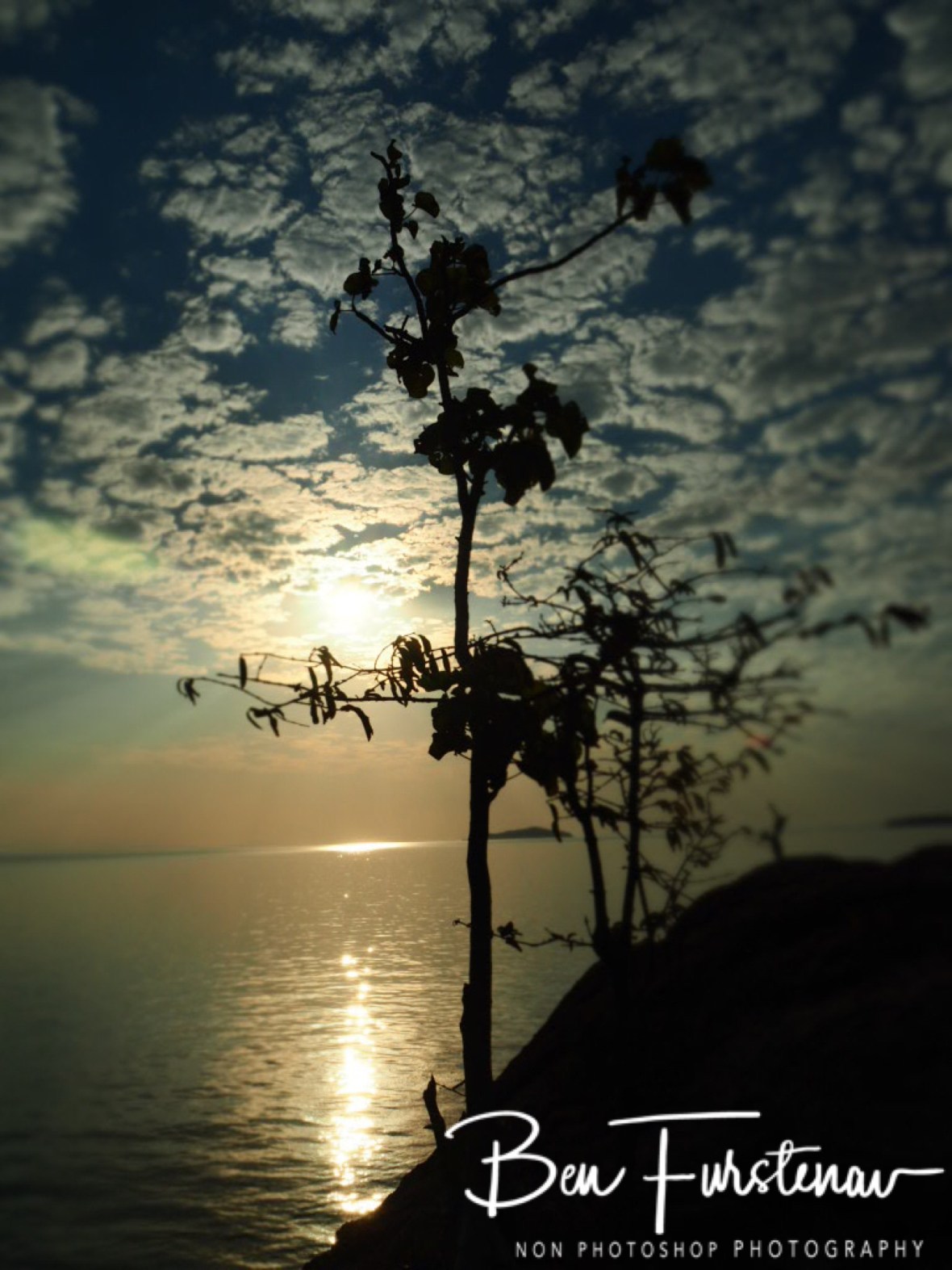 Plants growing on rocks at sunset, Otter Point, Cape MaClear,  Lake Malawi, Malawi