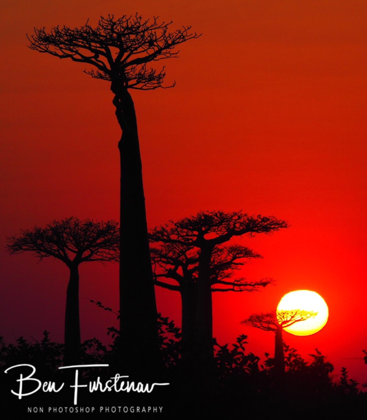 Spectacular sunrise at ‘Alleé de Baobab’, Morondava, Madagascar