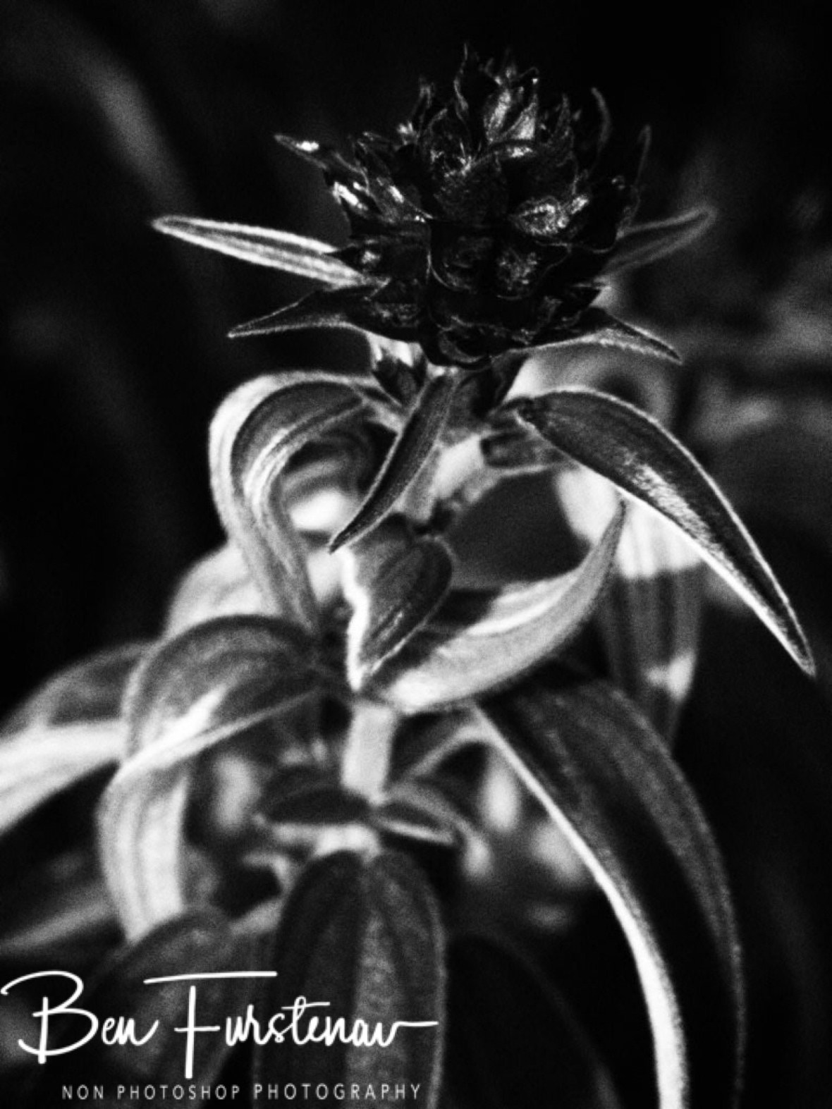 Alpine flower black and white, Mount Tsetserra, Chimanimani Mountains, Mozambique 