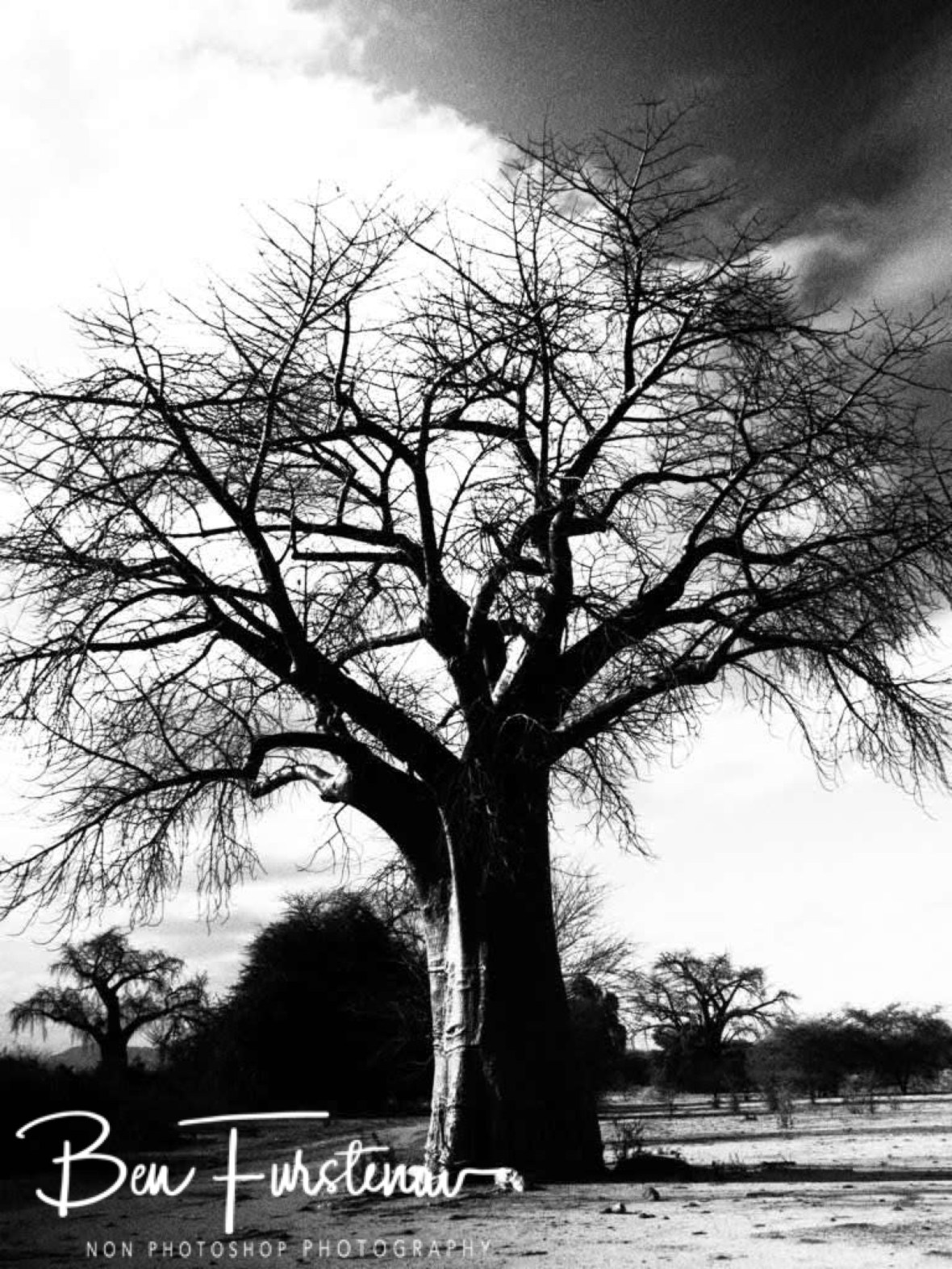 Baobab forrest Black and white, Tete, Mozambique 