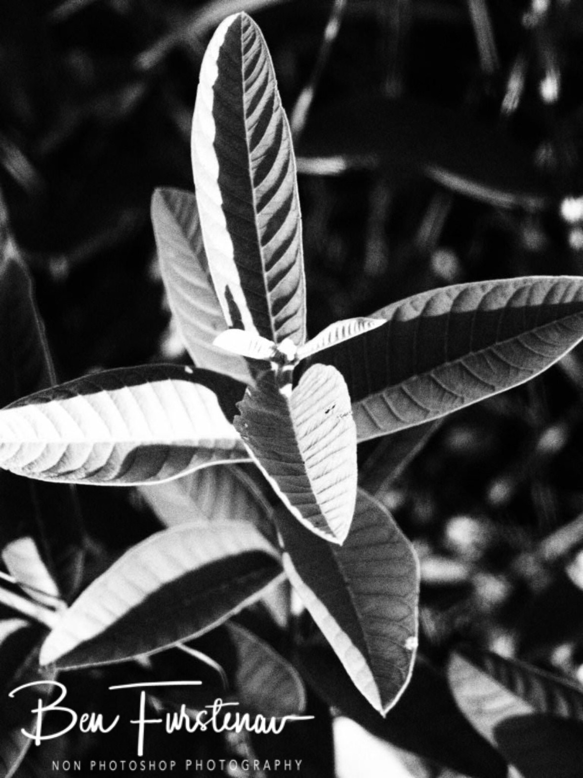 Shadow display in black and white, Mulanje Mountains, Malawi 